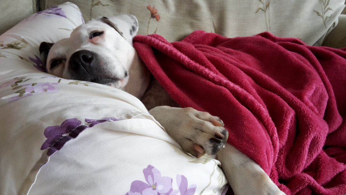Penny_theDog1's tweet photo. When the temperature drops way too much and you just can't cope with the day anymore #cold #ColdTootsies #TLCrequired #NeedSnuggles #TheStruggleIsReal #dogsoftwitter #dogslife #RescueDogsRock #dogs #cuteanimals #SnugglyWarm https://t.co/TFXlIb23Uc