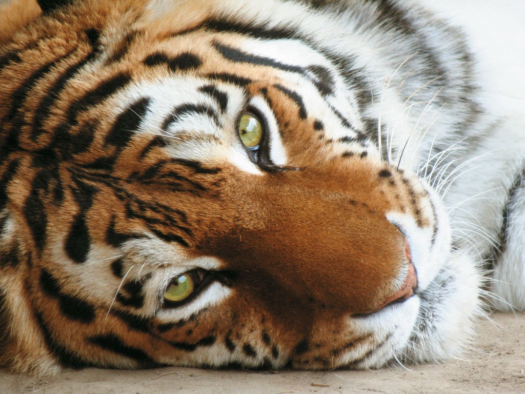 HourlyTiger's tweet image. 