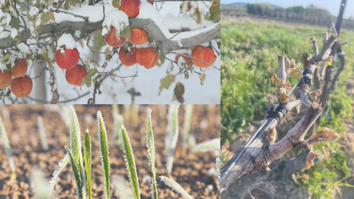 ❄️Late winter surges can severely damage plant shoots, flower buds and newly formed fruits 🍊🌸🌱 Recent weather extremes led many young farmers across the 🇪🇺 to battle in order to protect their crops from #frost. CEJA stands together with them.