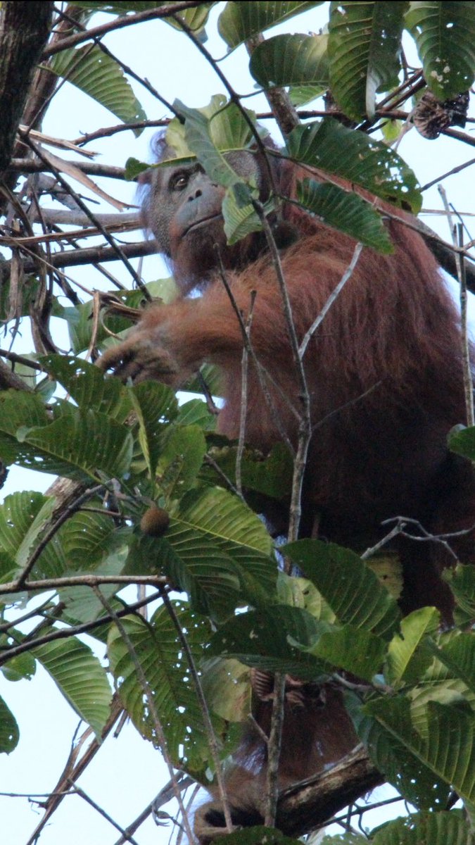 日本野生動物医学会酪農大支部 ルウェ 4 15 ボルネオスタディーツアー報告 ルウェからも多数参加しているマレーシア ボルネオ島でのスタディーツアー 憧れの熱帯雨林 ボルネオでみた野生動物たちと彼らが置かれている現状とは一体 あなたも来年
