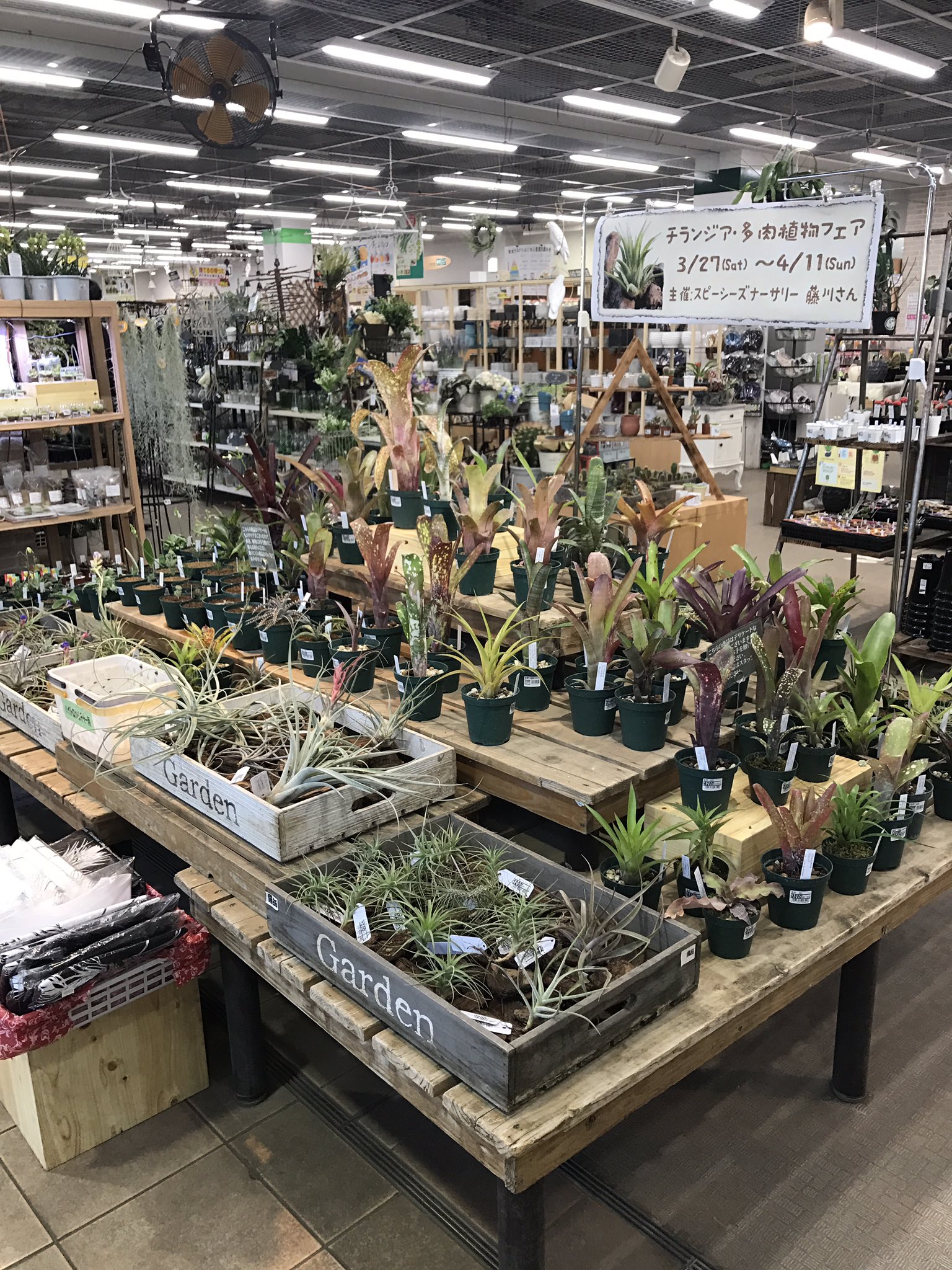 Wataru 植物life２年目 これは欲しくなる植物フェア チランジア チランジア多肉フェア ディッキア エアブロメリア グランドブロメリア タンクブロメリア サカタのタネ サカタのタネガーデンセンター スピーシーズナーサリー T Co