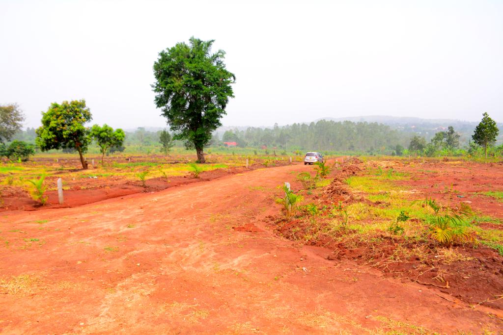 rhonagitta's tweet photo. Kiwenda Estate. Few plots remaining, 2 to 3 Kms from kiwenda trading centre, estate is well developed and demarcated, has water and electricity plus ready titles https://t.co/hPlTOCke6u