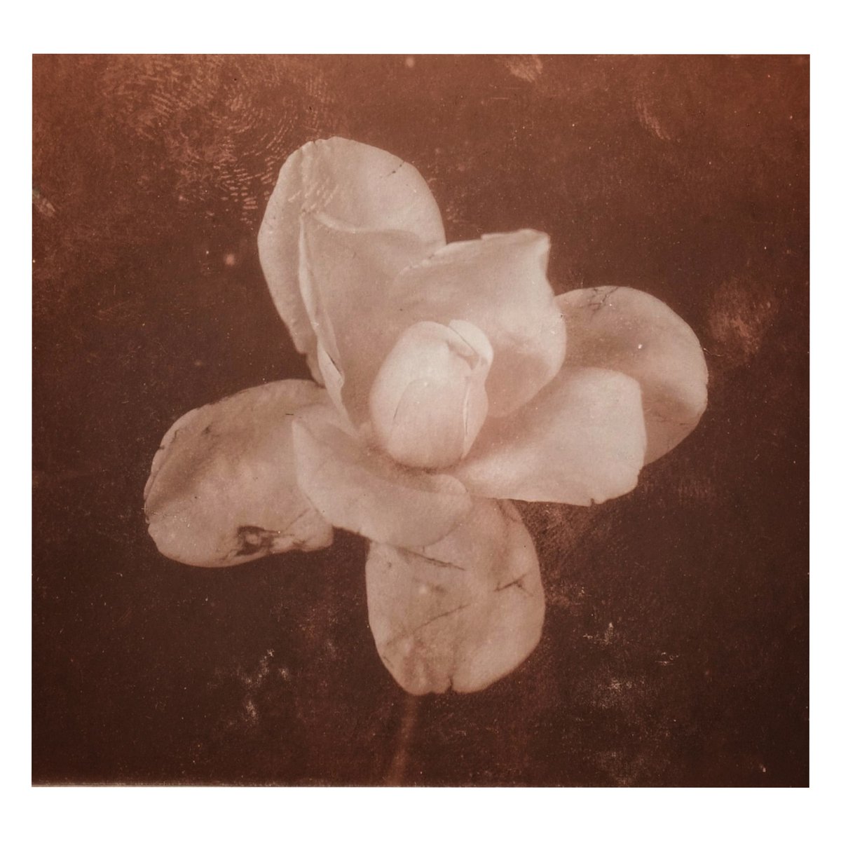 Rbge Creative Programmes The Last Look At Our Golden Snub Nosed Monkey S Plants This Time We Re Looking At Campbell S Magnolia Discover More About This Flower And Its History Over On Instagram