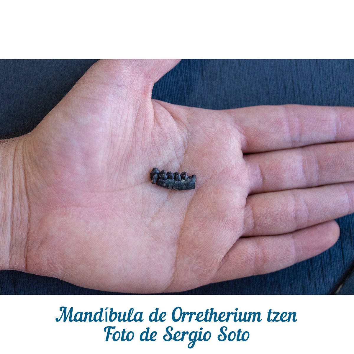 Nueva especie de mamífero del mesozoico descubierto en la Patagonia chilena: les presento a Orretherium tzen #Paleontolgy

“New cladotherian mammal from southern Chile and the evolution of mesungulatid meridiolestidans at the dusk of the Mesozoic era”. 

nature.com/articles/s4159…