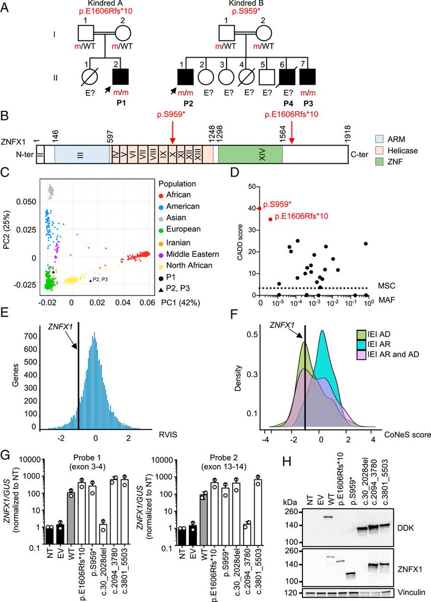 Casanova Lab (@casanova_lab) on Twitter photo Here is Tom Le Voyer and <a href="/BustamanteJaci1/">Bustamante Jacinta</a>'s discovery of inherited ZNFX1 deficiency in patients with monocytosis and BCG-osis or #tuberculosis (pnas.org/content/118/15…) Here is Tom Le Voyer and <a href="/BustamanteJaci1/">Bustamante Jacinta</a>'s discovery of inherited ZNFX1 deficiency in patients with monocytosis and BCG-osis or #tuberculosis (pnas.org/content/118/15…)