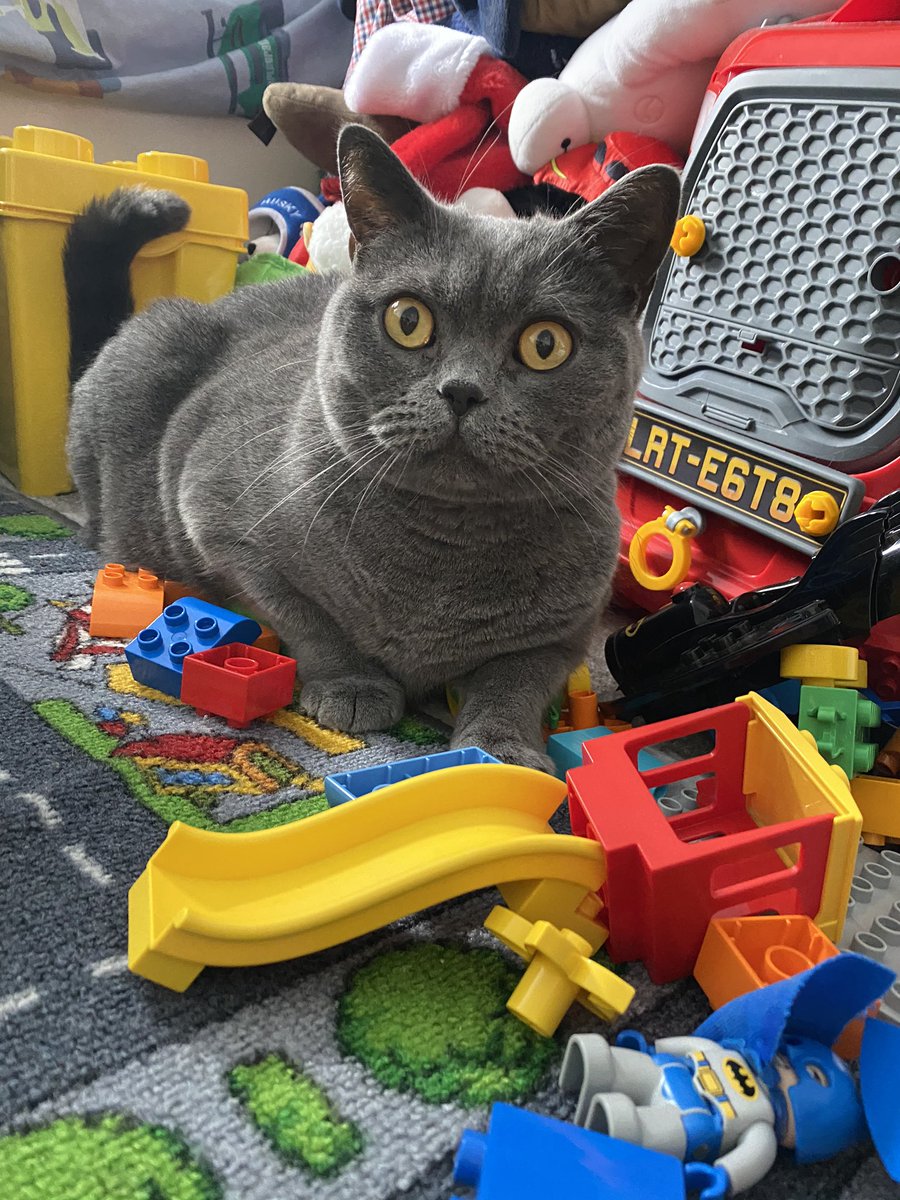 Play anyone? #britishshorthair #catsofinstagram #CatsOnTwitter #cats