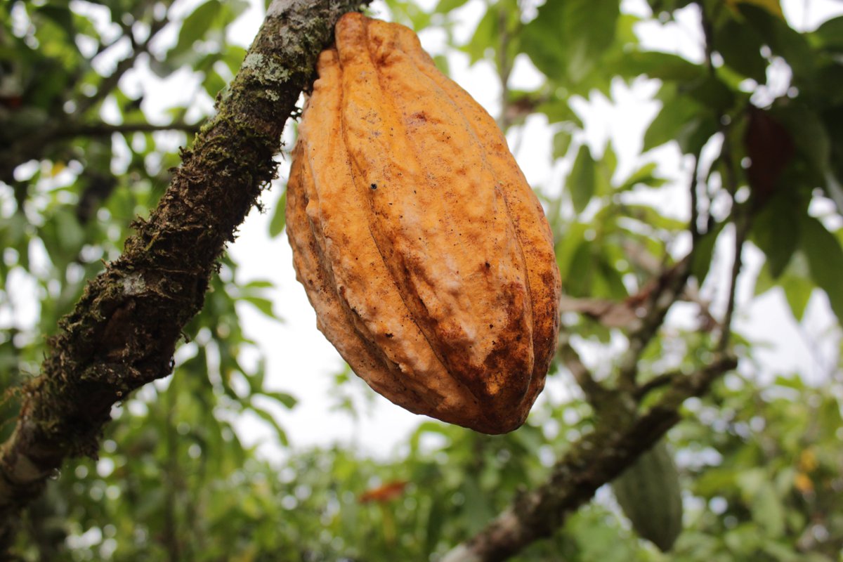 AgriculturaEc's tweet photo. "El Proyecto #Dinaminga está enfocado en generar una mejora productiva y una mejora de utilidad en cacao, mora y uvilla, trabajamos en fomento productivo, mejora de sistemas financieros y en el cierre de brechas entre productor y consumidor final" @jlrubioe9. https://t.co/LDtfH0cfd0
