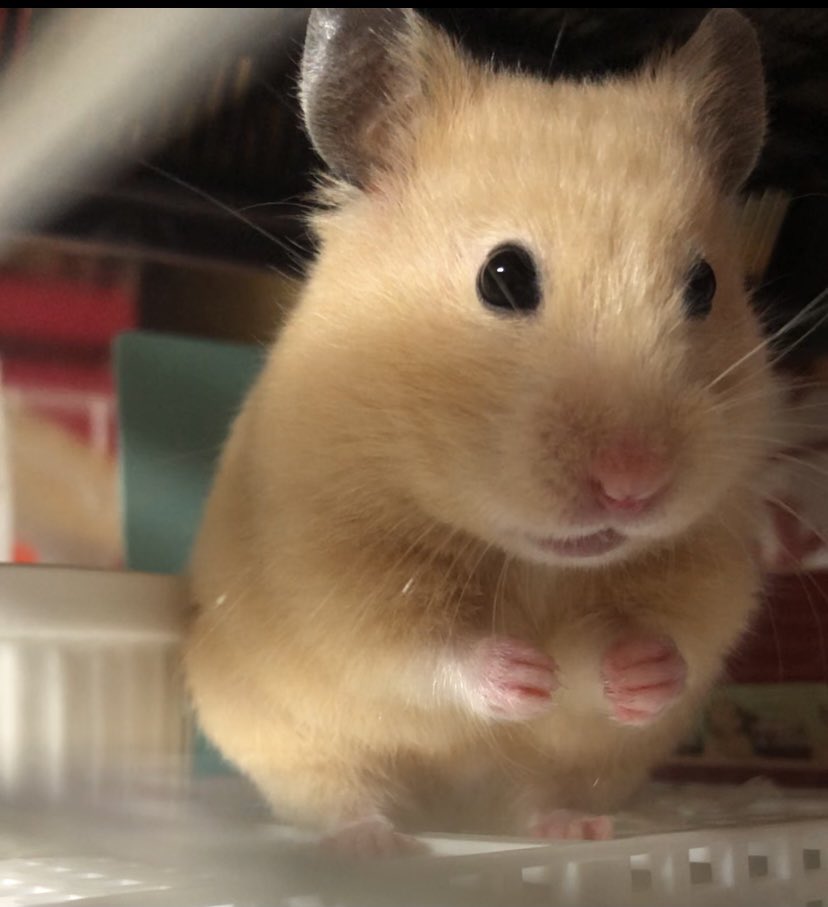 花丸とはむちゅた Hana Hamu Twitter