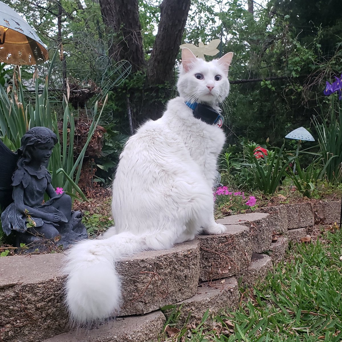 Boo The Deaf Kitty and Bug (@boothedeafkitty) on Twitter photo 