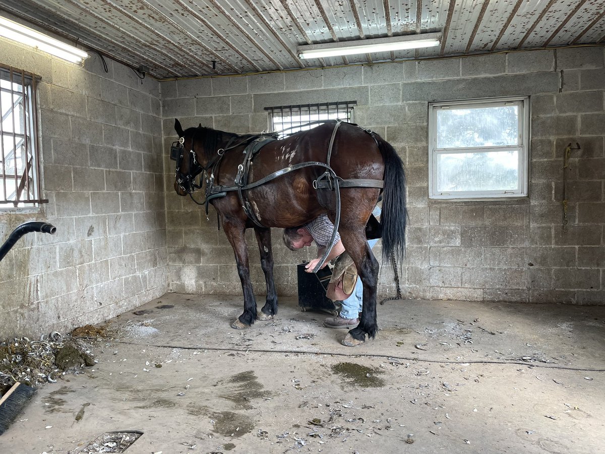 “I’m not sure what to make of you Neil King but I am going to give you some cookies,” said the Mennonite farrier Matt after our chat in his workshop. His wife gave me a bag of four cookies she had made.