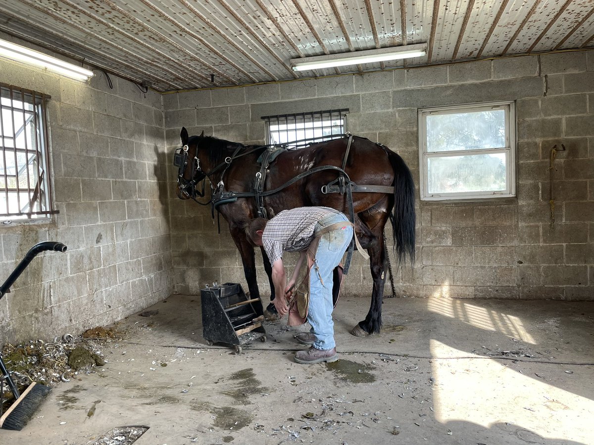 “I’m not sure what to make of you Neil King but I am going to give you some cookies,” said the Mennonite farrier Matt after our chat in his workshop. His wife gave me a bag of four cookies she had made.