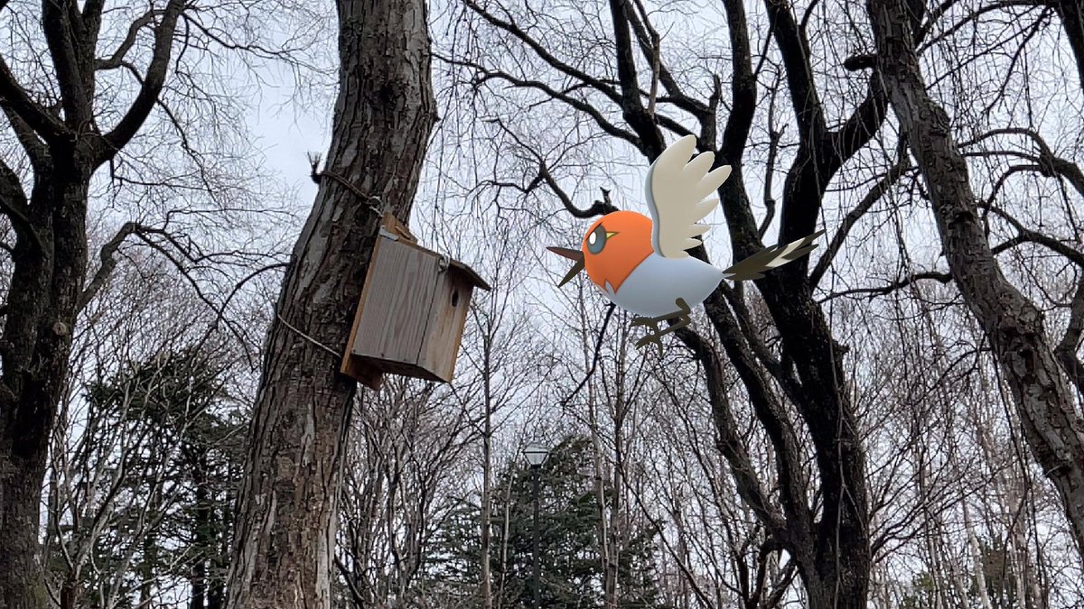 ci_ronnu_p's tweet image. 良さげなおウチかと思いきや入れない！
入るとこ小さ過ぎっ！！
#ポケモンGO #PokemonGO #ARPlus #PokemonGOAR #GOsnapshot #ヤヤコマ #ARofTheDay #WildAR𝖶𝖾𝖽𝗇𝖾𝗌𝖽𝖺𝗒