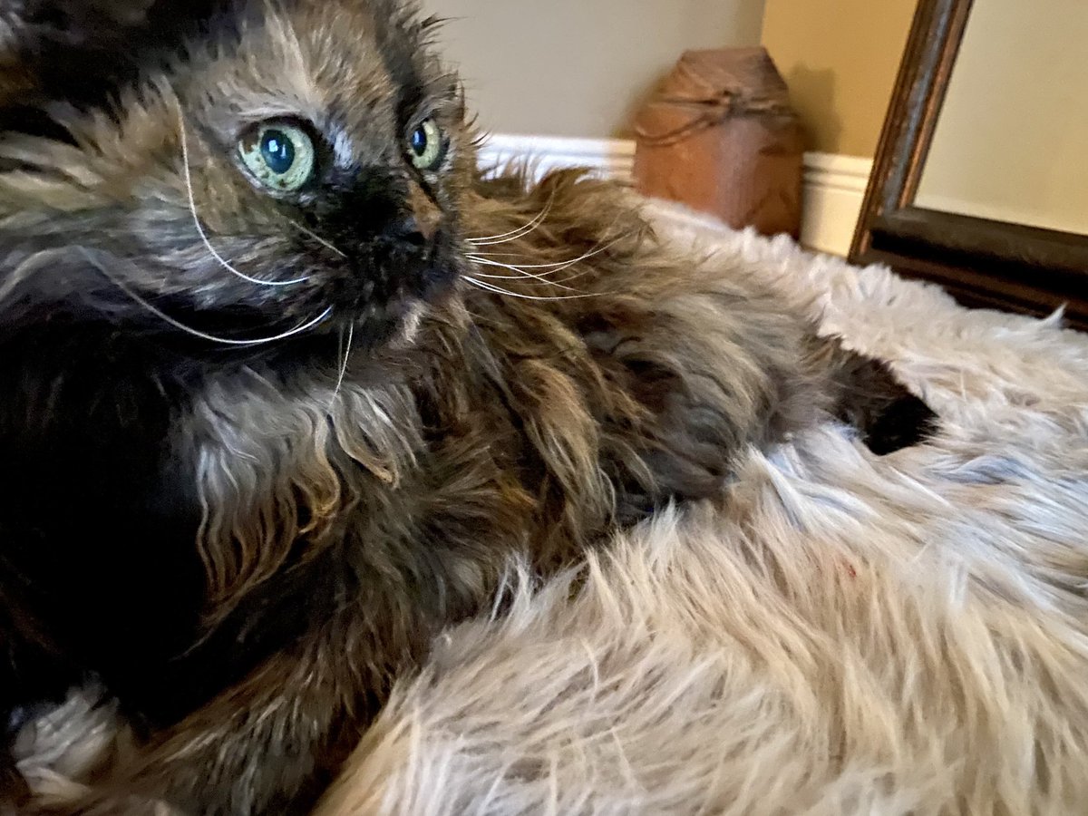 Susannah_Bryan's tweet photo. Happy to be the only cat in a 3-dog household. That’s my little Buddha kitty. #Almost17 💙💙💙 https://t.co/AerePhSK80