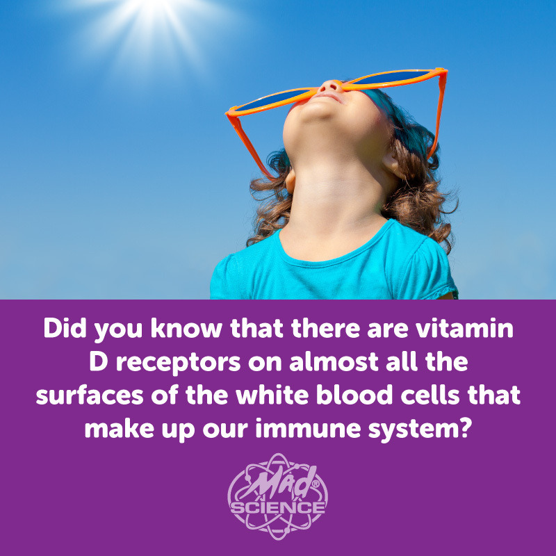 MadScienceDFW's tweet image. Studies have shown that vitamin D plays a crucial role in regulating the immune system. Just remember to protect your skin from harmful UV rays by wearing sunscreen!   Here is an interesting fun fact about vitamin D for #WorldHealthDay.