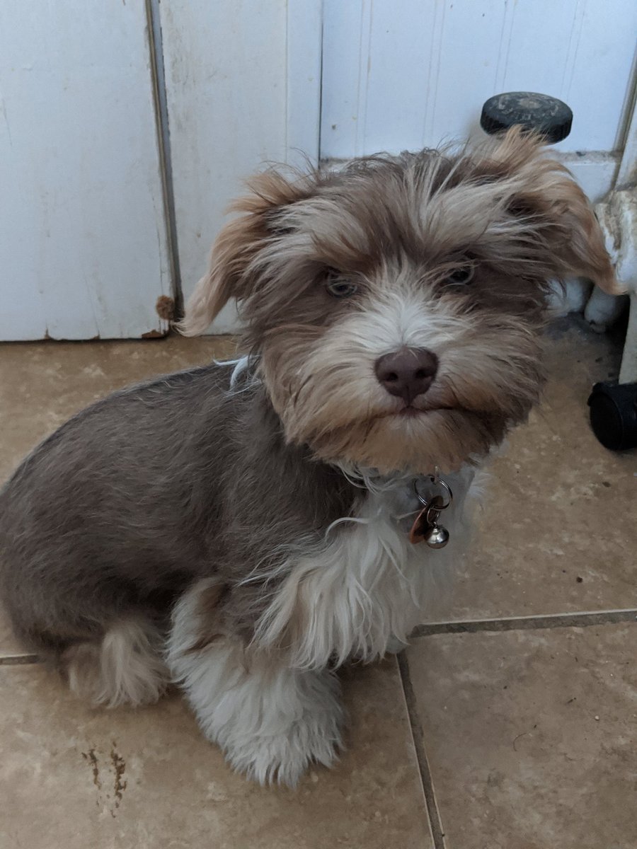 FenixPerrito's tweet image. Mom says I remind her of Fizzgig. What do you think?