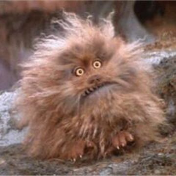 FenixPerrito's tweet image. Mom says I remind her of Fizzgig. What do you think?
