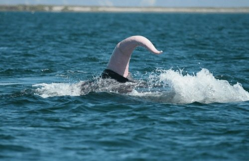 A surprising number of sea monster sightings can be explained by whale boners(quick thread, sources here:  https://bit.ly/2PFRk5G )