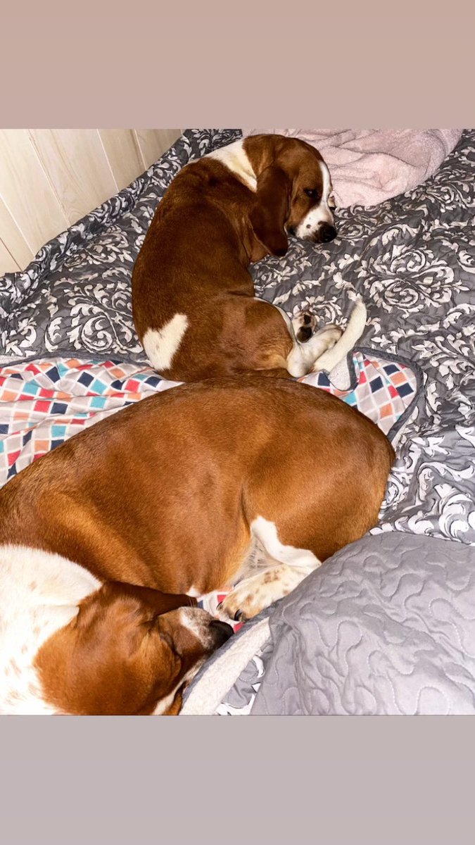 Kelsey_RaeLynn's tweet photo. My pretty girls had surgery yesterday 🥺❤️
#FancyLouise #WillowGrace #BassetHounds https://t.co/UNPyQ5MDcS