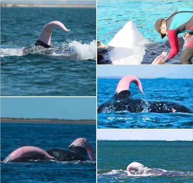 Ig Nobel prize-winner Charles Paxton took a look at this and other sightings of sea serpents back in 2005, for possible explanations of the accounts. They concluded - with comparisons to modern photographs and descriptions - that several accounts were actually of whale boners.