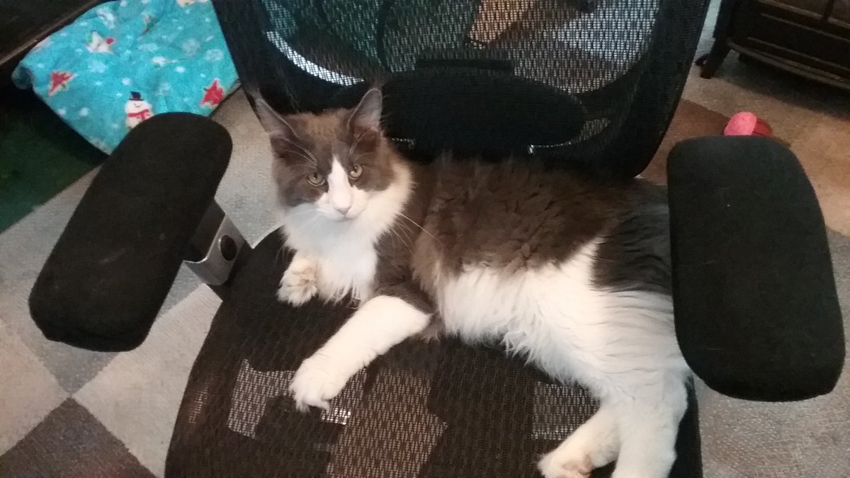 theevilwriter's tweet photo. I keep telling them that this is *my* chair
But they don't listen
#CatsOfTwitter #chairwars https://t.co/oQFVjTwGou
