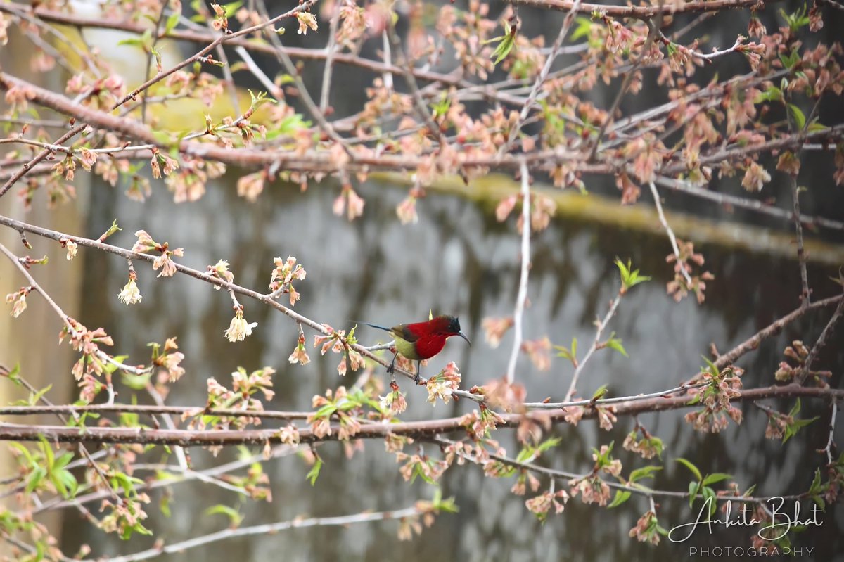 ankitabhat02's tweet photo. Sun Bird ♥️

#BirdsOfHimachal #HimachalPradesh https://t.co/hgK1w0euIQ