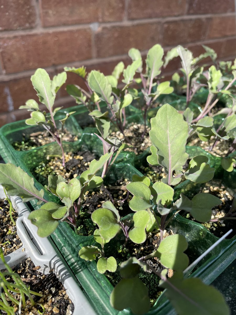 #Kalette seedlings coming on well. Ready for pricking out. #allotment #allotmentlife #GYO #Veg #GrowYourOwnFood #gardening #GardeningFun #seeds 🌱