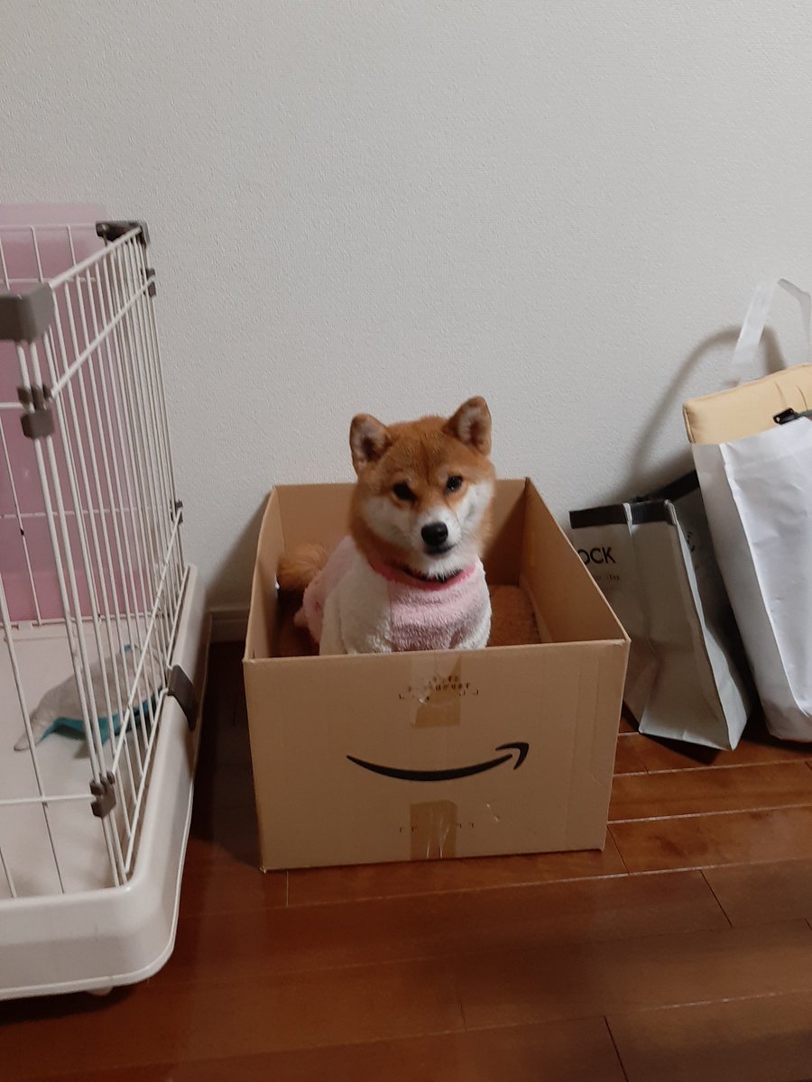 柴犬ごま 箱入り娘 柴犬6kg 送料無料 Amazonprime 柴犬ごま 箱入り娘 柴犬6kg 送料無料 Amazonprime