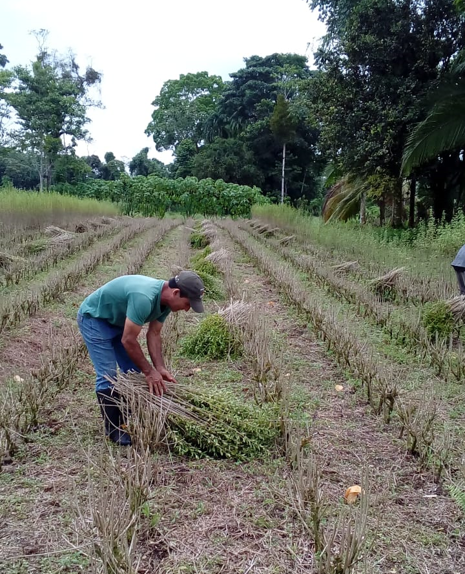 McAuliffeCenter's tweet photo. "Regenerative Agricultural Business Practices to Domestic Plants for Responsible Products," Mario Garcia Quesada @ThriveCare. Learn about Thrive's ethnobotany &amp; regenerative farming practices that produce ethical products &amp; support Costa Rican farmers economically &amp; ecologically. https://t.co/7QJZ7FWPBW