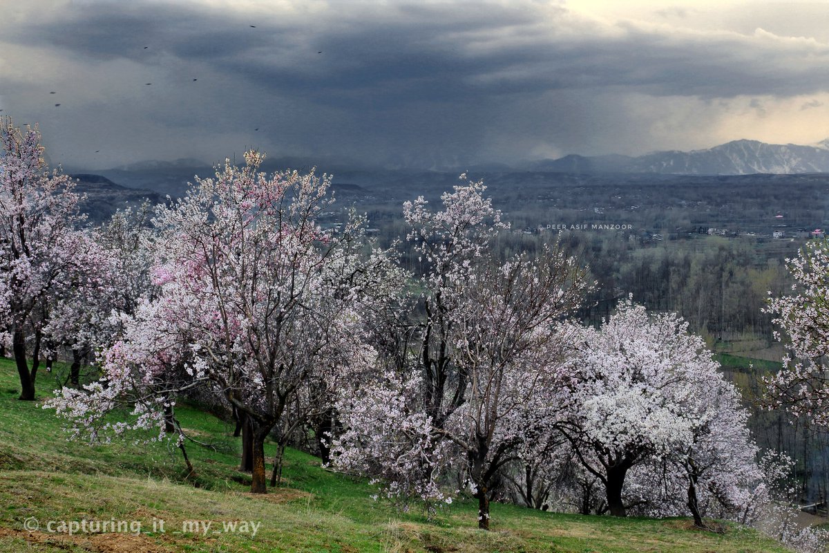 peerasifmanzoor's tweet photo. Spring Vibes Kashmir
@peerasifmanzoor
#kashmir #spring #April #AlwaysWithKASHMIR @wakashmir @JandKTourism @dicbudgam @thecaravanindia @jkpsfc @NatGeoPhotos @NatGeoTravel @AnimalPlanetIn @betterphoto @tourismgoi @KashPhotoClub @AFPphoto https://t.co/9ww8rCrQDQ