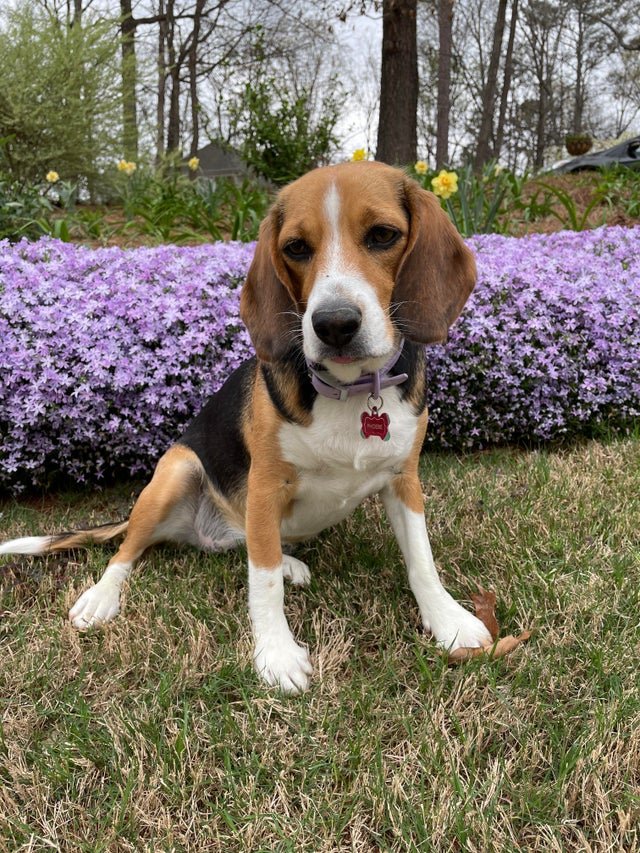 BeagleMomAmy's tweet photo. Note the ring of pollen around her nose because she can’t keep it off the ground!
#beagle,#beaglenight,#beaglehappy,#beaglenation,#beaglefamily,#beaglekennel https://t.co/Ayi1sd75FX