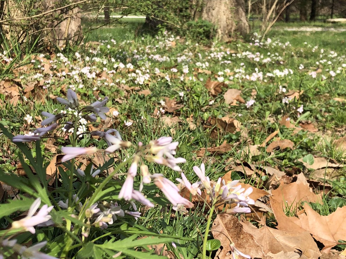 It’s Wildflower Wednesday! The whole world is a bouquet today! I decided to document the riot out there before it’s gone for another year. #wildflowers #cottagecore
