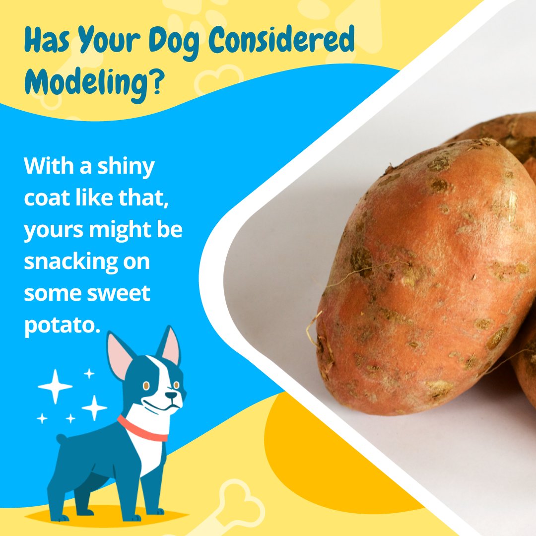 FetchDogTreats's tweet image. Sweet potatoes are a safe ingredient for dogs after they are cooked, and are rich in Vitamin A ... great for helping their skin and coat. 

#GoFetchHappy #FetchDogTreats #SafeForDogs #BenefitsofSweetPotato#HappyDog #HealthyDog #GoodDoggo #GoodDog #DogsOfTwitter