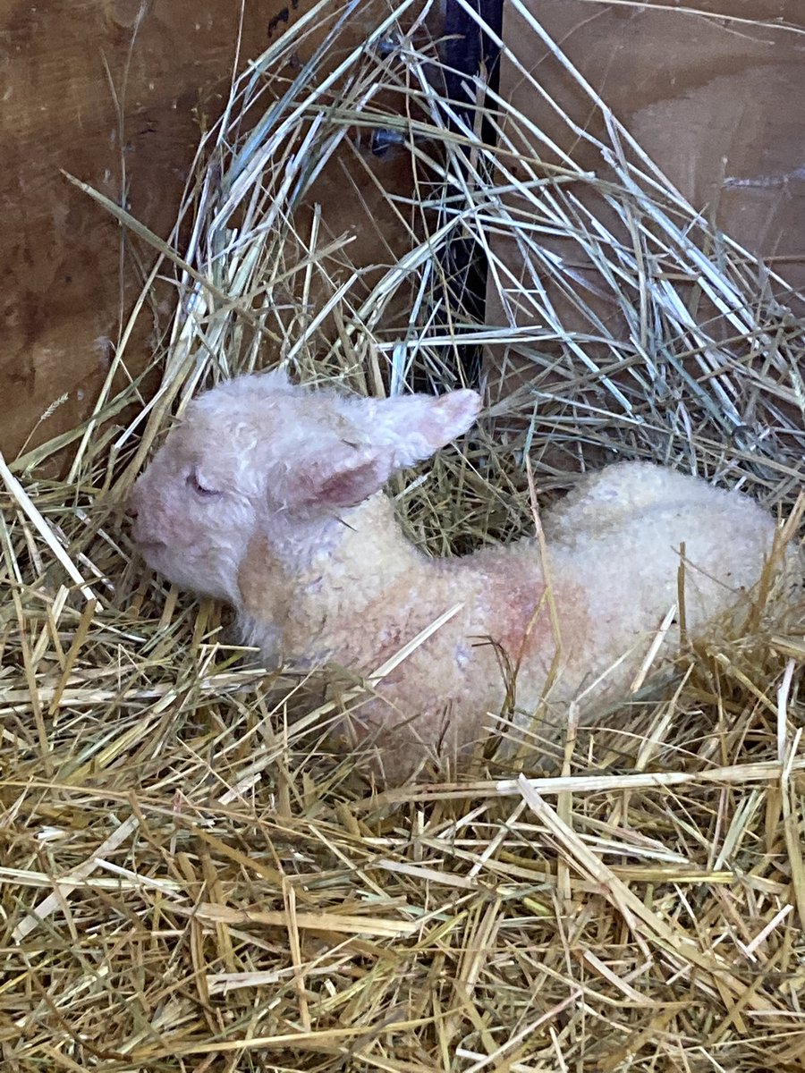 @studentledfarm @AltarioSchool @plrd25 welcomed two more lambs into the world this morning.