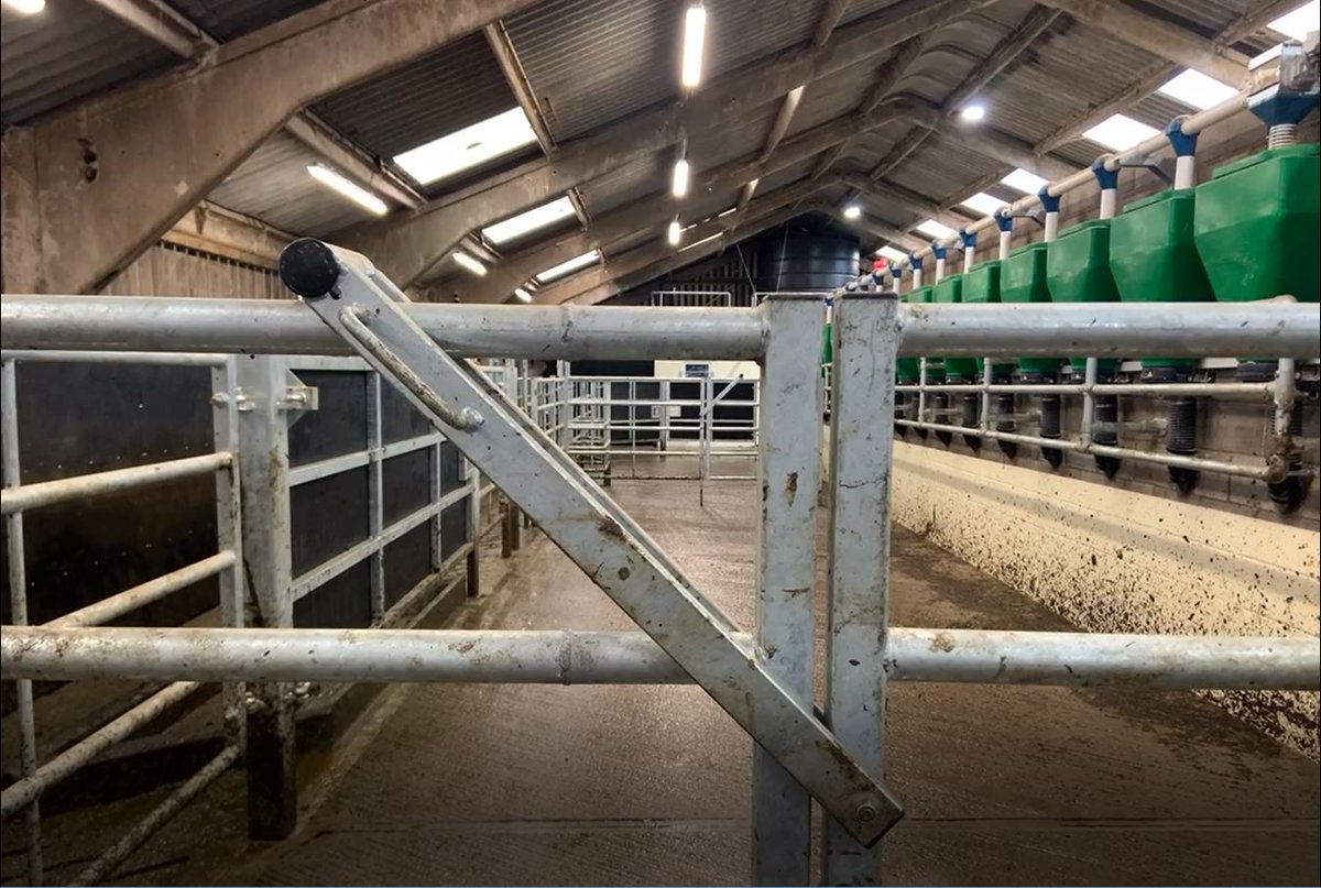 LMBateman79's tweet photo. Modern parlour exit race - providing fast, effective sorting of cattle.
Setup designed to meet customer’s requirements- incorporating; footbath, drafting side pens, trim crush, herringbone AI race and general race for veterinary work.
#Bespoke #MadeToMeasure #LivestockProject https://t.co/bzQTJDJDWL