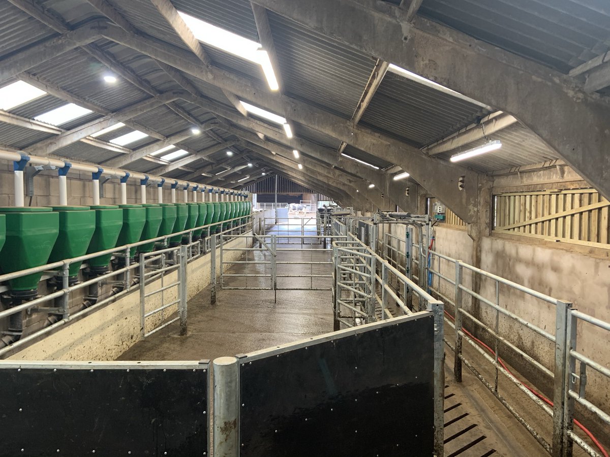 LMBateman79's tweet photo. Modern parlour exit race - providing fast, effective sorting of cattle.
Setup designed to meet customer’s requirements- incorporating; footbath, drafting side pens, trim crush, herringbone AI race and general race for veterinary work.
#Bespoke #MadeToMeasure #LivestockProject https://t.co/bzQTJDJDWL