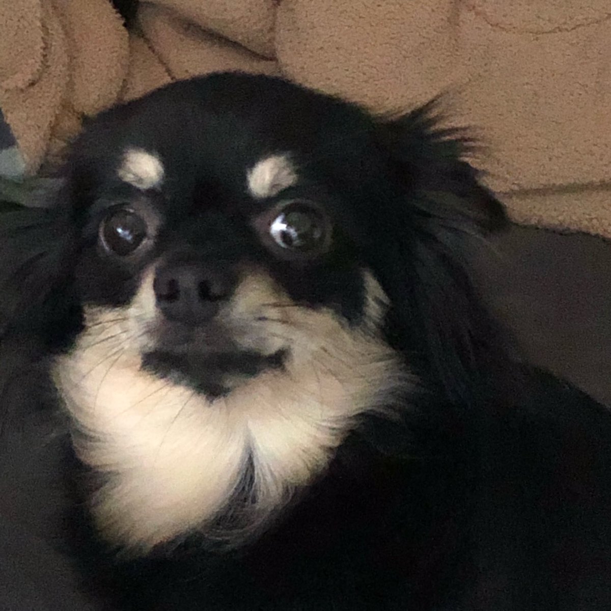 Gamyo__'s tweet image. 다들 저희집 개 멍청한 얼굴 좀 보세요. 깔깔