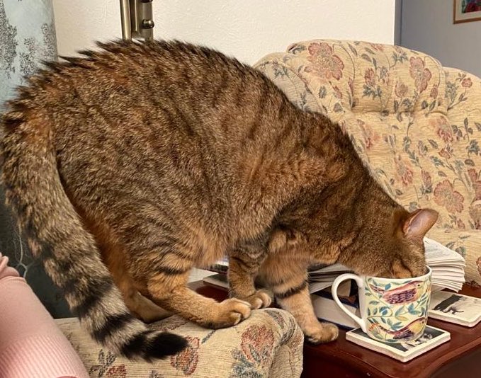 Pushca the Briery Cat tweet media