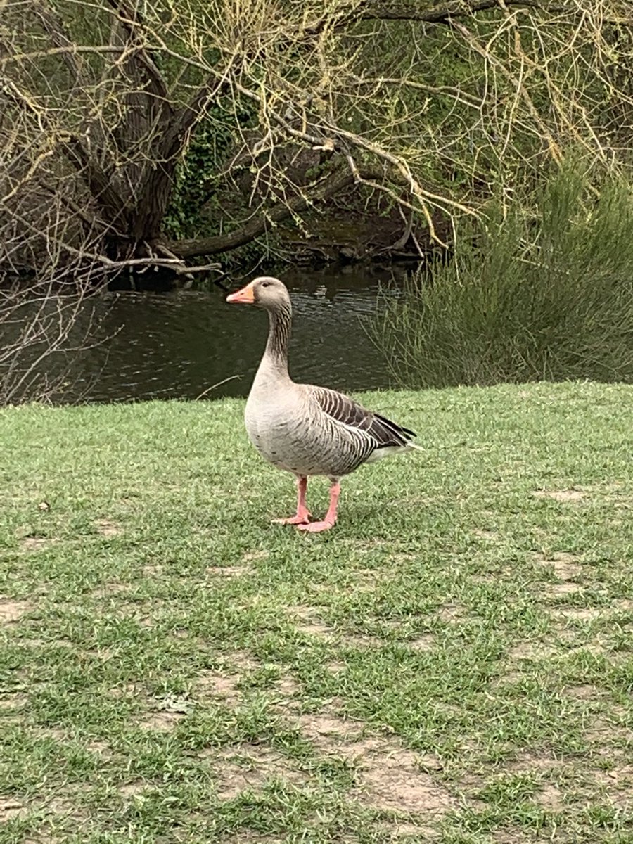 MinogueMiss's tweet photo. Spring into Well-being. A goose at the lake enjoying the afternoon view! @BenyonPS #springintowellbeing https://t.co/KwMYN9mYV1