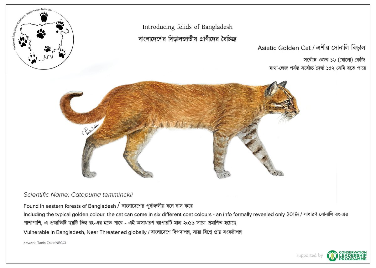 ProjectCarnivo1's tweet photo. Introducing you to one of the #beefiest small #cats of #Asia, the #AsiaticGoldenCat which comes in six different colours: #Cinnamon, #Black, #Gray, #TypicalGolden, #Spotted and Spotted on a #greyish base! 

#nbcci #conservation #ecology 
#WeAreCLP https://t.co/ZVIuYxzexc
