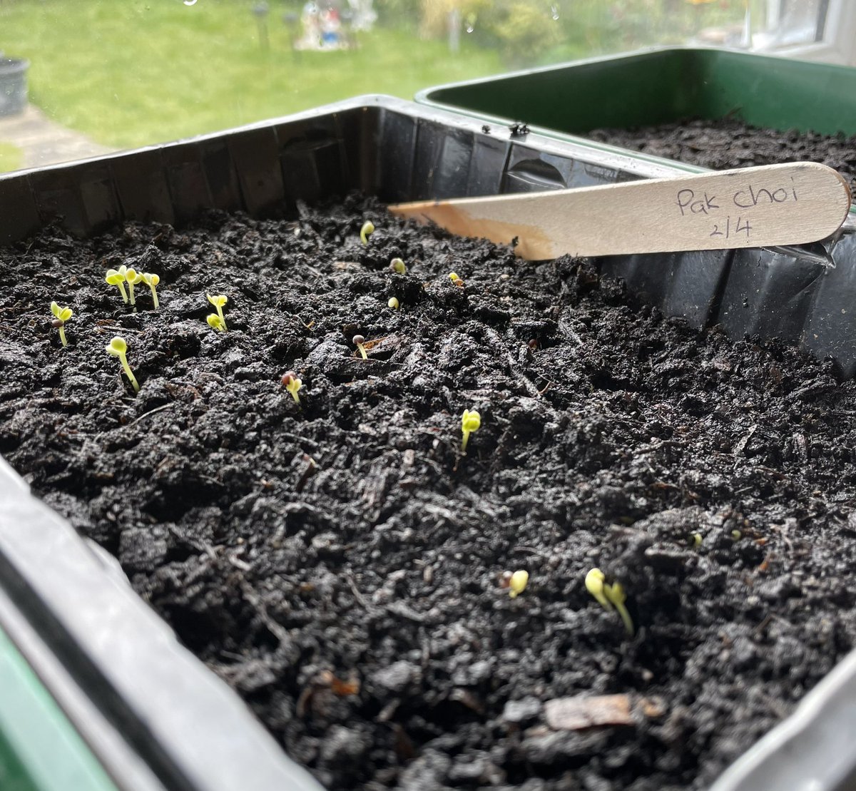 Pak Choi 🥬 seeds sown only 5 days ago. Doing really well 🌱#allotment #allotmentlife #GYO #GrowYourOwnFood #gardening #veg #vegpatch #kitchengarden