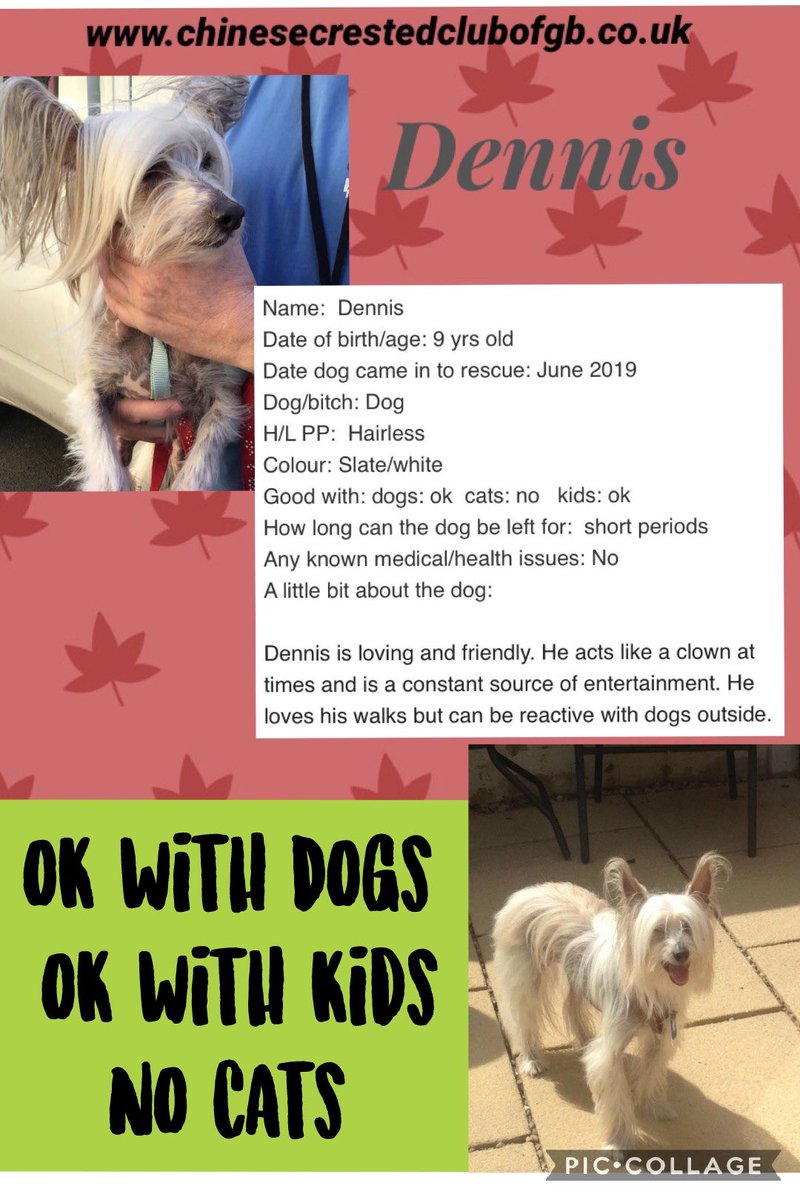 FOSTERFIRST1's tweet image. #FosterFirst @CCCGBR 🐾💚