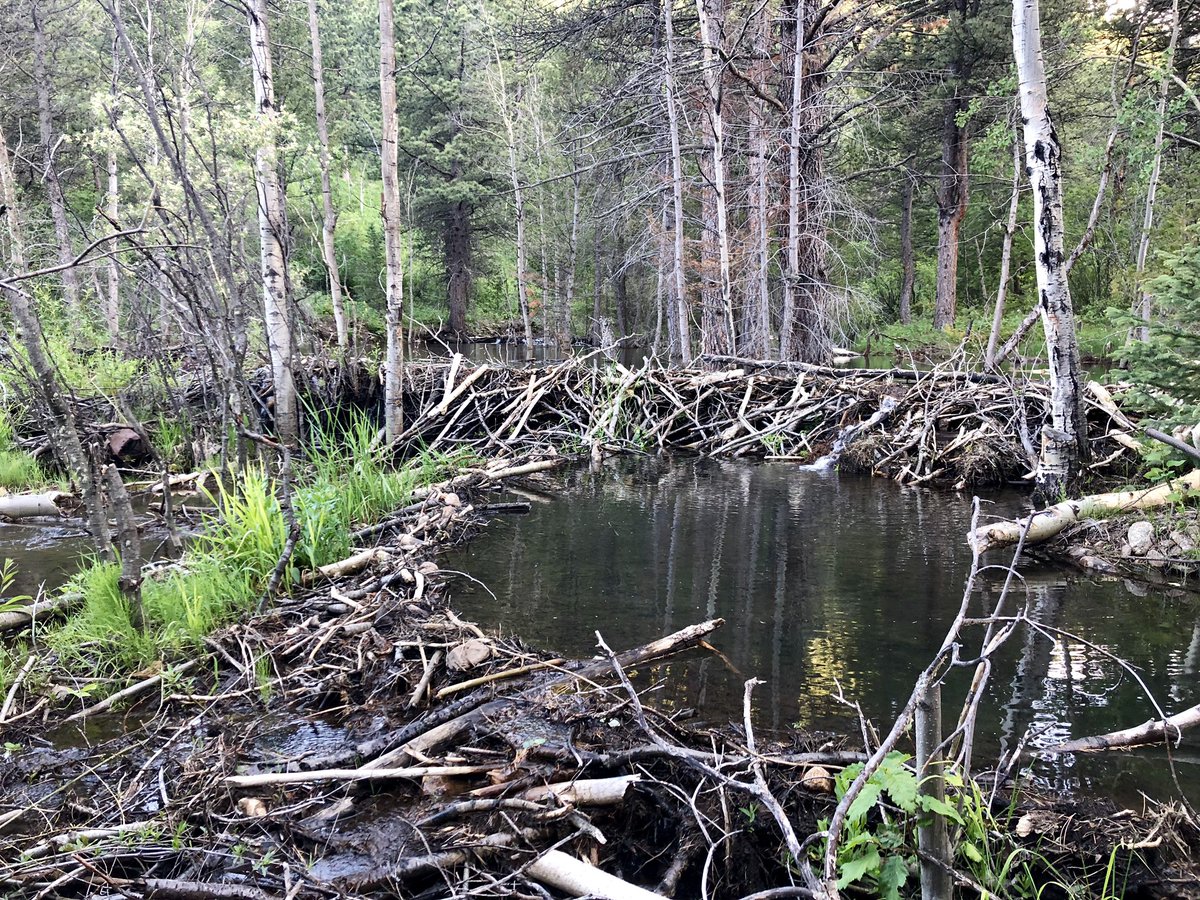 Two beaver dams linked together