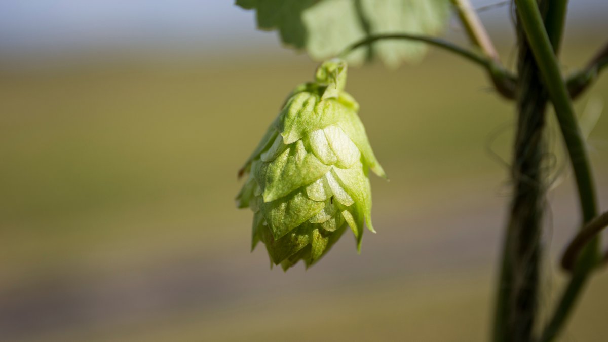 UF_IFAS's tweet photo. Do you find happiness in hoppiness?
Let #NationalBeerDay and the spring weather inspire you to grow hops in your backyard https://t.co/UeUO6KE4fc
UF/IFAS Photo by Camila Guillen https://t.co/fDwao74kRO