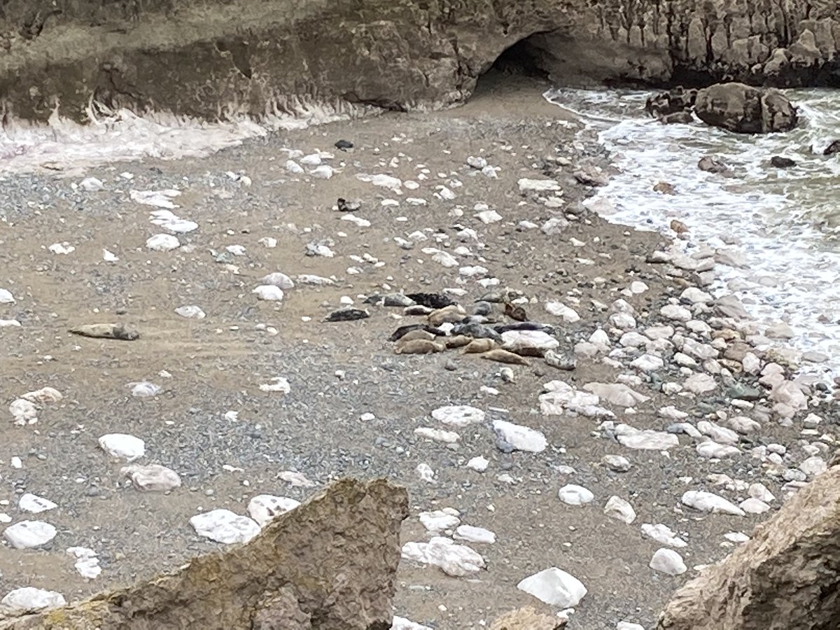 KathAndrews7's tweet image. At the Little Orme with the Little Orme Collection! Cowl, Medium Hat and Mitts. 

It was so good to see the sea again - first time since August I think. And we saw lots of wildlife too!

#StrandedKnitting #KnitPicksPalette #InspiredByAndLivingInWales