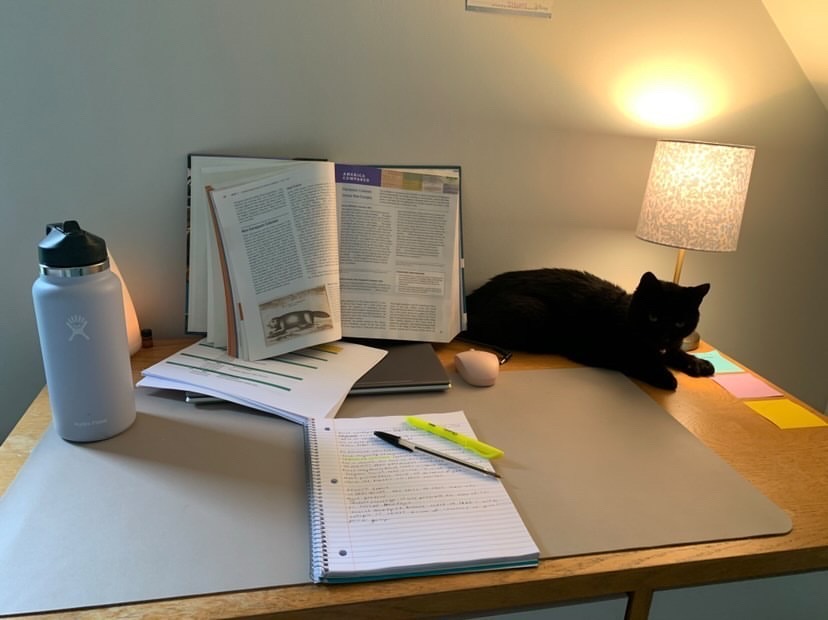 CollegeBoard's tweet photo. Domino, Rainbow, Edna, and Edwin are great AP study buddies. 😻 

AP students &amp; study buddies are invited to AP Daily: Live Review sessions, beginning April 19 on the Advanced Placement YouTube channel. More soon!

@SKoltchev @paigelandry25 @martina00773842 @martina00773842 https://t.co/MOB88rvpzi