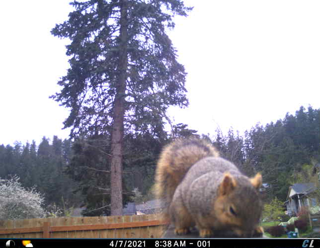UOsquirrelbot's tweet photo. A squirrel was on the fence at around 08:43 on 04/07/2021 image 1/4 https://t.co/Qf5O7ntsz6