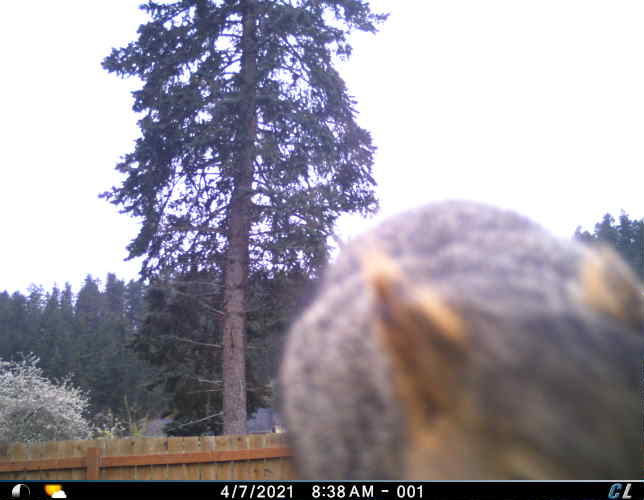 UOsquirrelbot's tweet photo. A squirrel was on the fence at around 08:43 on 04/07/2021 image 2/4 https://t.co/eYjV6JMQBO