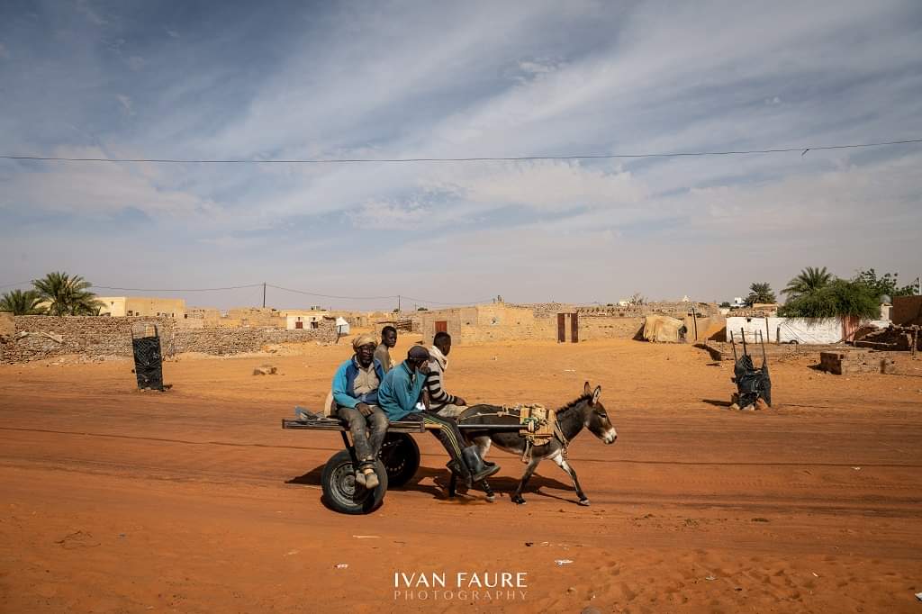 ivanfaurephotos's tweet photo. En MAURITANIA lo normal es ver miles de camellos, es un alimento habitual en su dieta diaria. Pero me sorprendió la cantidad de burros que puedes llegar a ver. Los utilizan como transporte, para cargar de todo, es una imagen muy cotidiana en las calles de este país africano... https://t.co/MAboaDau7V