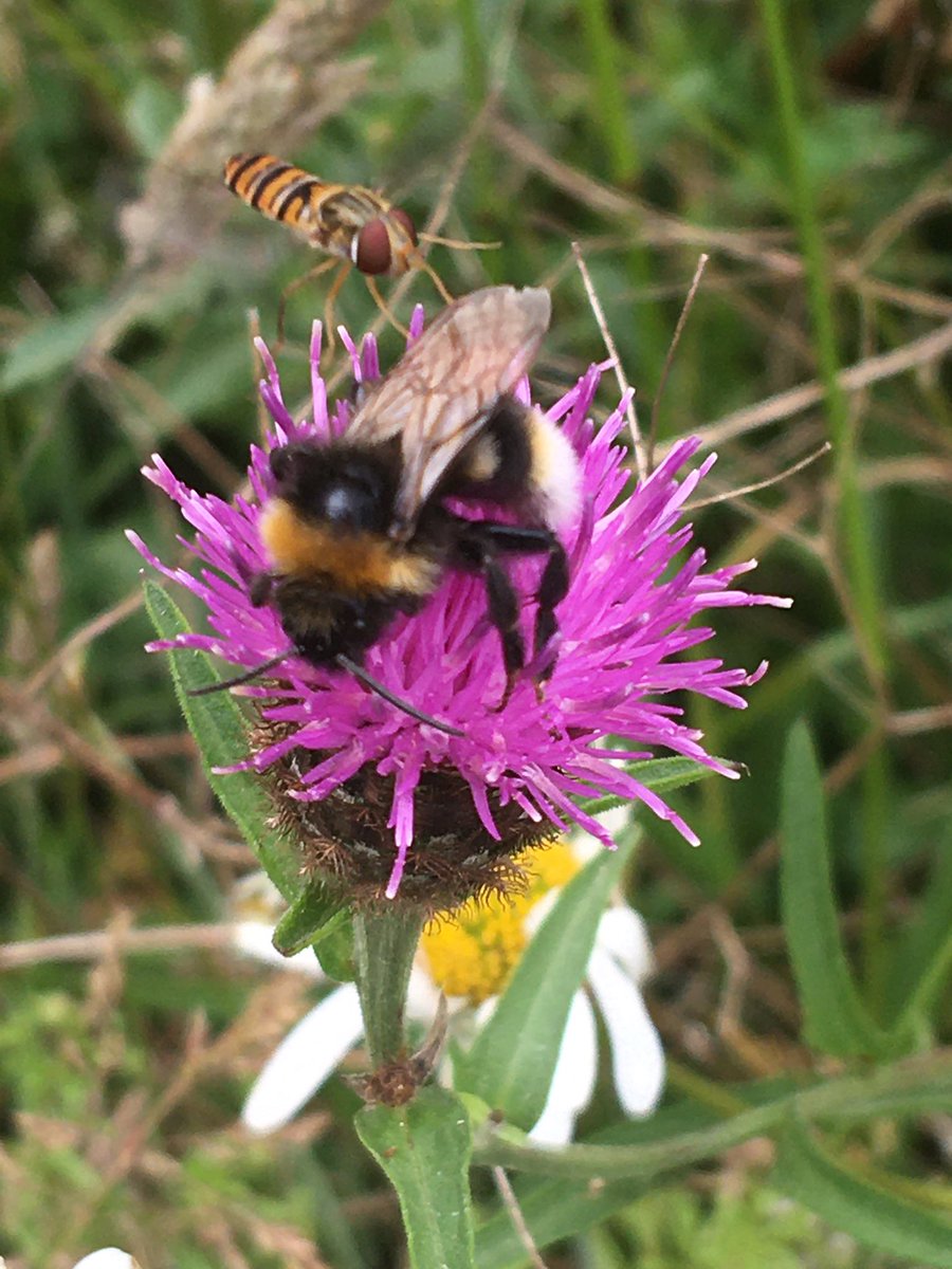 mikewporter's tweet photo. @JanetHughes @GrahamDenny9 @Ruralpay If and when you are in #Suffolk then I would certainly show you what we have been doing on this farm for the last 50 years, and what we are doing & planning for the future. #localcluster #riverBlythe @SWTWildFarms @suffolkwildlife @RSPBEngland https://t.co/SZ4pGUetsL