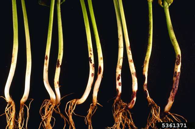 ASN: EDM (@yeg_science) on Twitter photo Free #grade4 Plant Growth and Changes online #Teacher Workshop: albertasciencenetwork.ca/programs_works… #Alberta #Teacherworkshop #science Free #grade4 Plant Growth and Changes online #Teacher Workshop: albertasciencenetwork.ca/programs_works… #Alberta #Teacherworkshop #science
